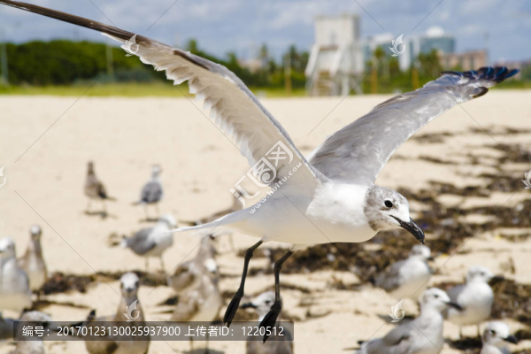 seagul