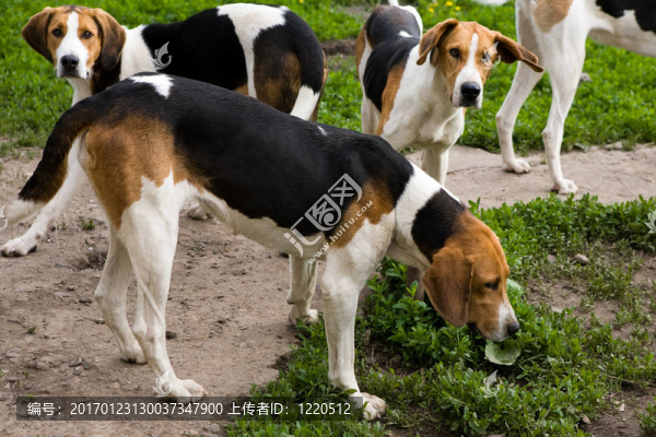 獵犬狗架