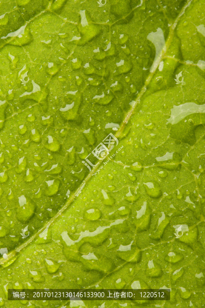 帶水滴的綠葉