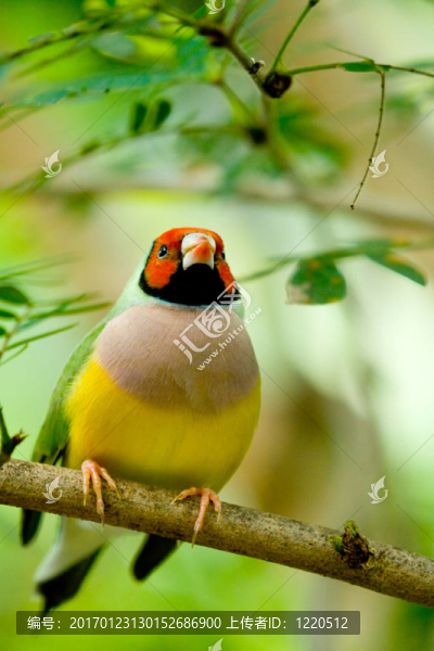夫人胡錦鳥
