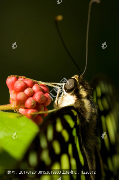 蝴蝶-匯圖網(wǎng) www.fosd68.com 蝴蝶