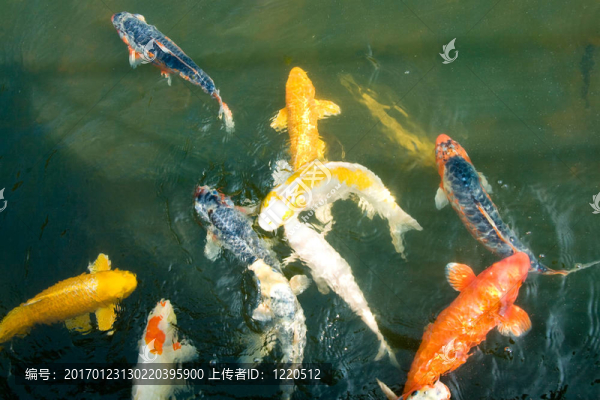 西南大西洋漁業(yè)咨詢委員會