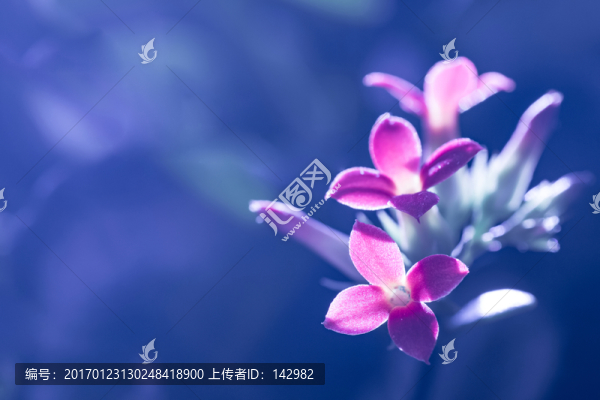 長壽花