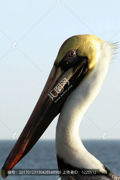 Pelican特寫