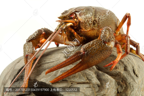 歐洲龍蝦