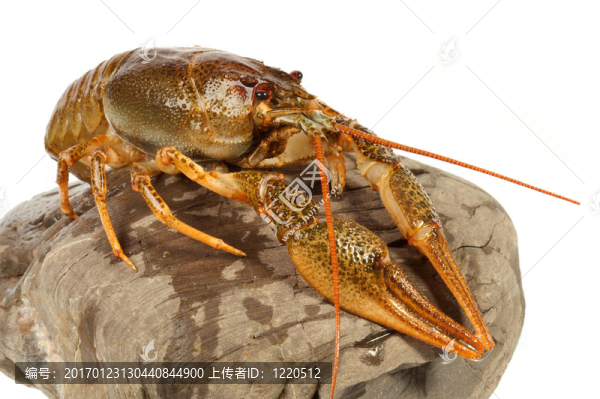 歐洲龍蝦