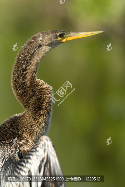 沼澤地的鳥(niǎo)