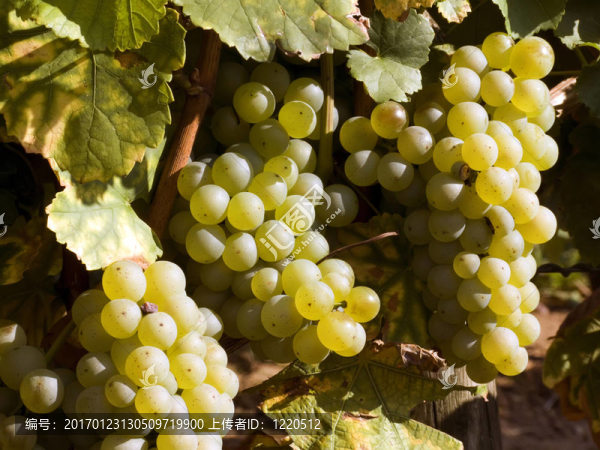 成熟的白葡萄
