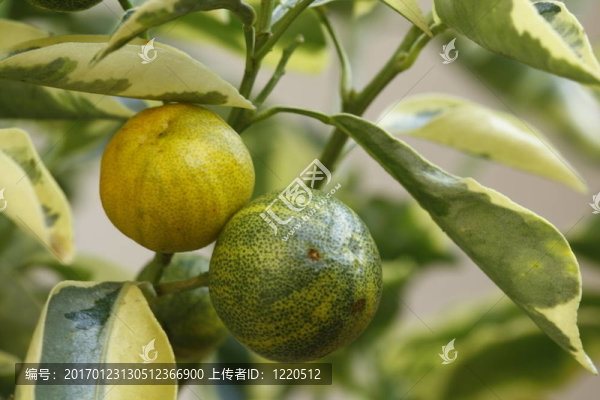 黃色和綠色的橙子-匯圖網(wǎng) www.fosd68.com 黃色和綠色的橙子