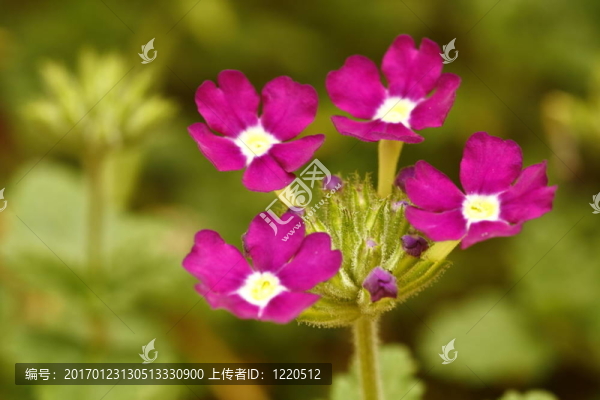 紫色的花