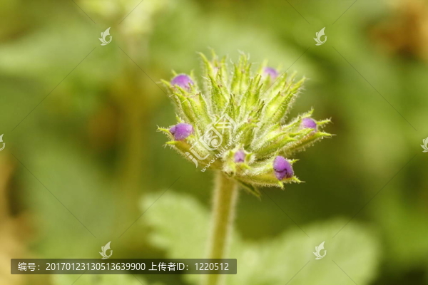 含苞待放的花朵