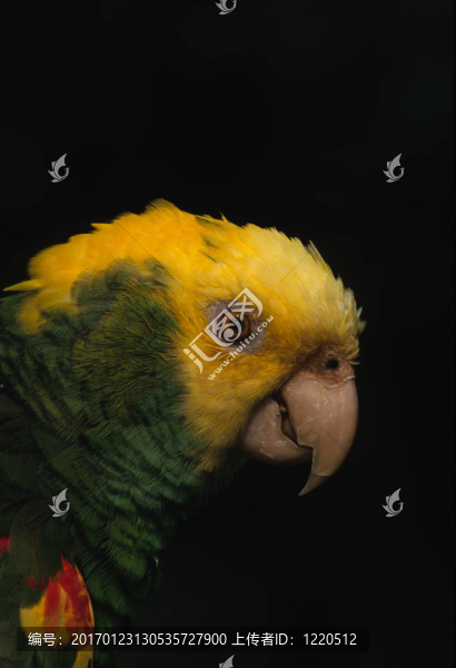 Parrot的肖像