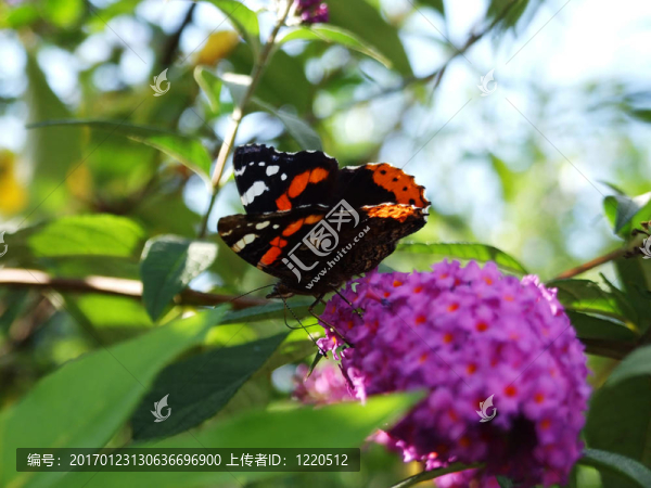 蝴蝶花
