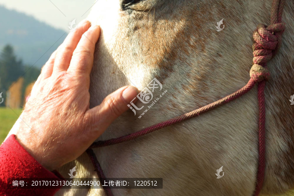 愛(ài)的馬