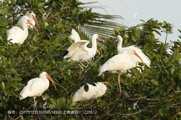 擁擠的樹(shù)