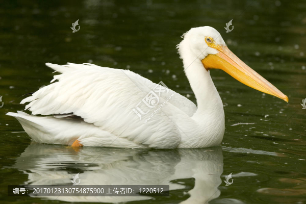 鵜鶘