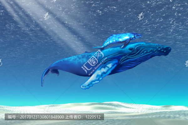 鯨魚