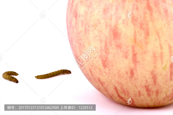 蘋果和蟲子