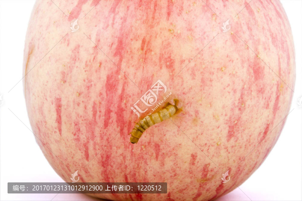 蘋果和蟲子