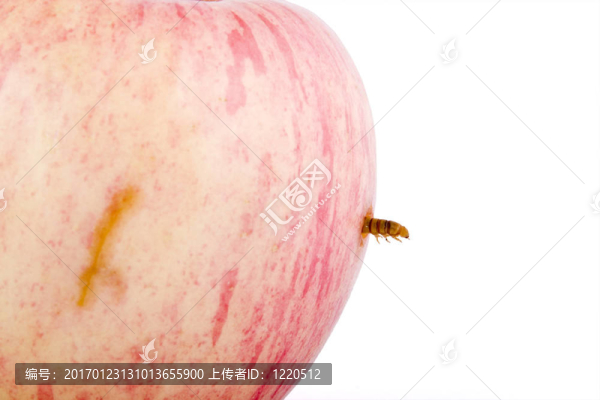 蘋果和蟲子