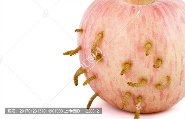 蘋果和蟲子