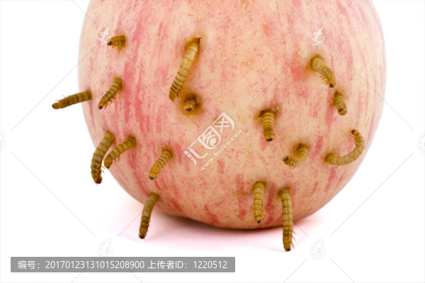 蘋果和蟲子