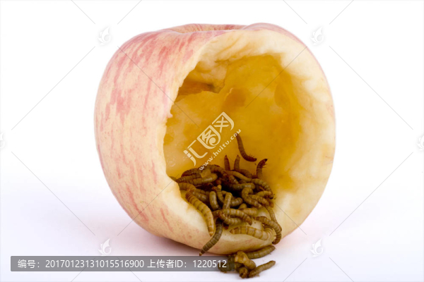 蘋果和蟲子