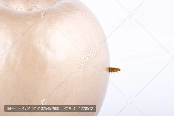 黃金蘋果和蠕蟲(chóng)-匯圖網(wǎng) www.fosd68.com 黃金蘋果和蠕蟲(chóng)