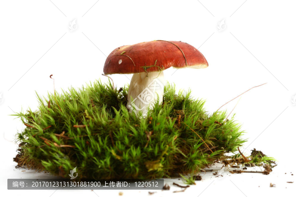 孤立的蘑菇