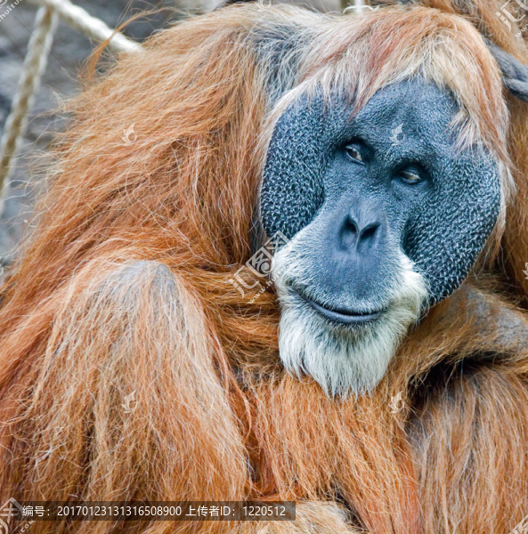 老Orang,Utan