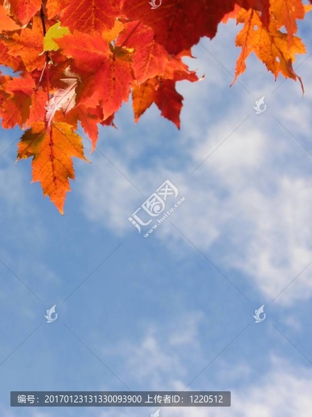 秋天的樹葉