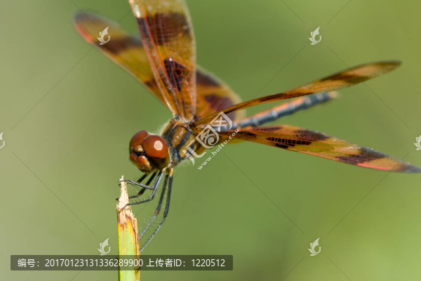 棕色的蜻蜓-匯圖網(wǎng) www.fosd68.com 棕色的蜻蜓