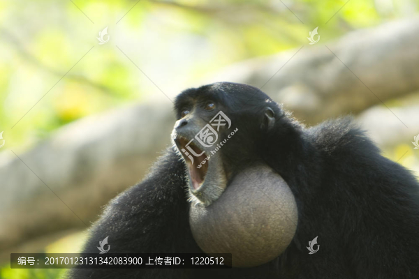 合趾猿
