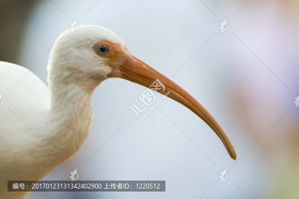 朱鷺