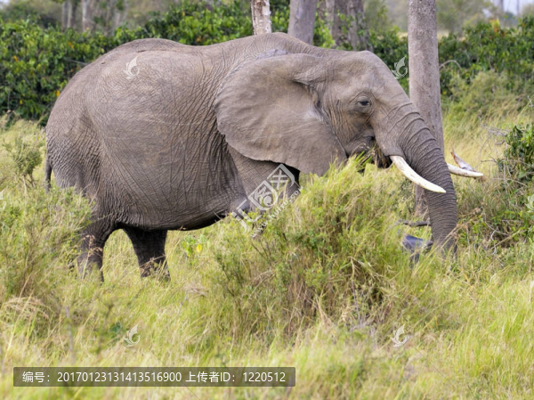 大象Masai,Mara,bush