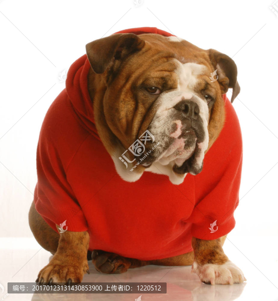 英國斗牛犬