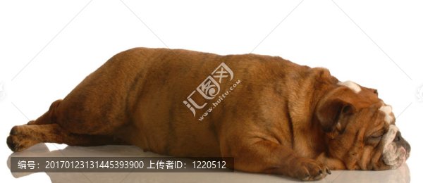 沮喪的斗牛犬