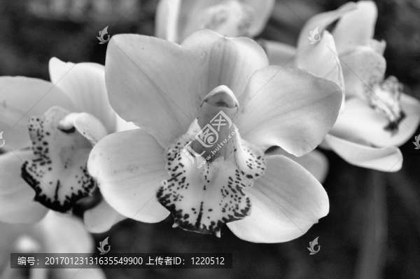 白色和紫色蘭花