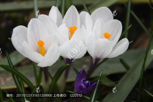 三白番紅花