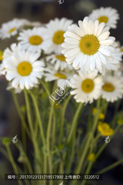 一束白色的菊花