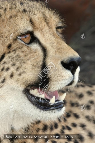 獵豹的大貓