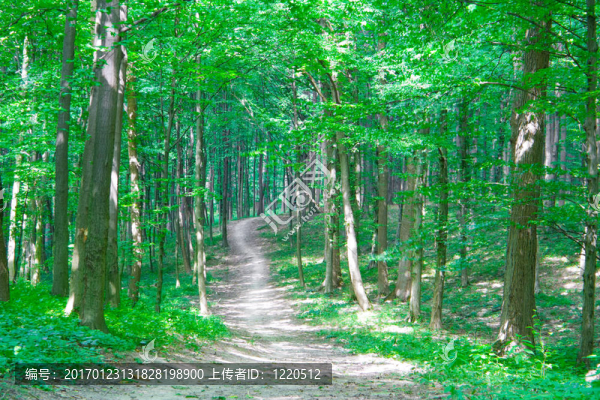 路在森林