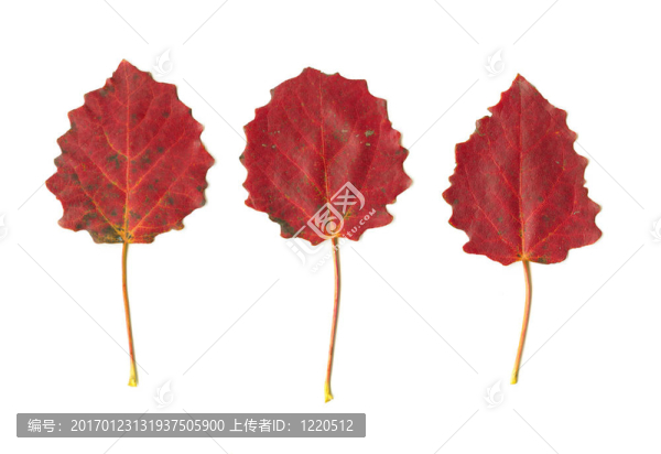 三個(gè)白色的秋天的葉子-匯圖網(wǎng) www.fosd68.com 三個(gè)白色的秋天的葉子