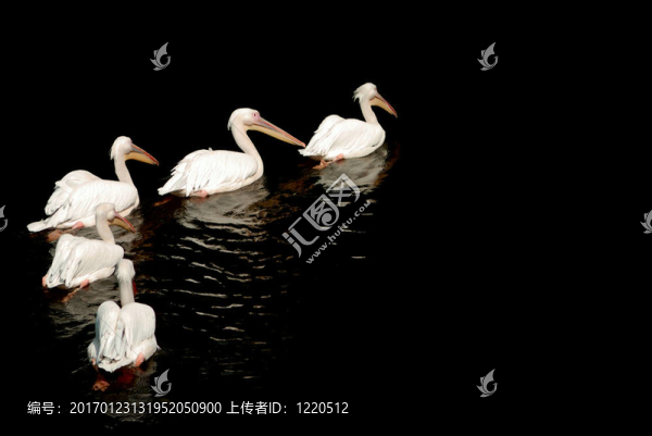 一組在水中倒影的鵜鶘