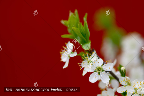 盛開的櫻花樹枝