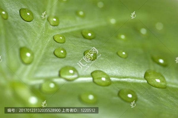 綠色的葉子