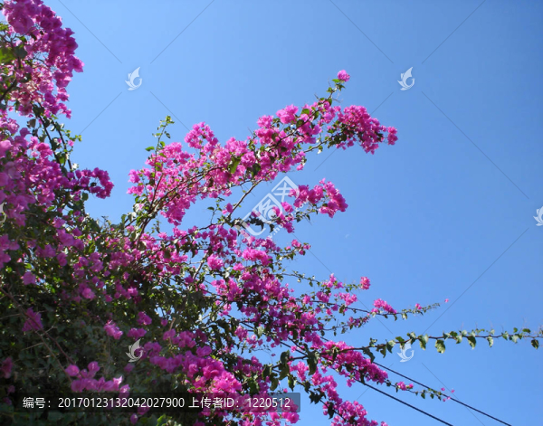 在藍(lán)色的天空背景Bougainvillea