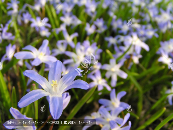 春天的藍(lán)色的花