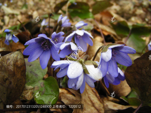 藍(lán)色的春天的花朵