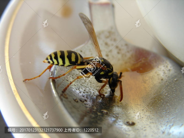 咖啡飲用蜂